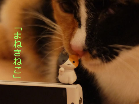 猫式ブログ~里親募集型猫カフェ