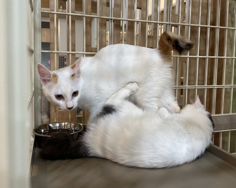 6455B7C8-738E-47B2-B928-368FC5C4E446