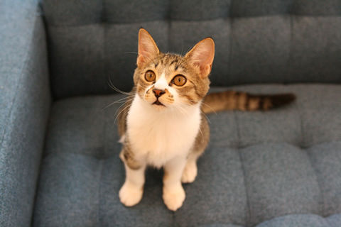 猫式ブログ～里親募集型猫カフェ