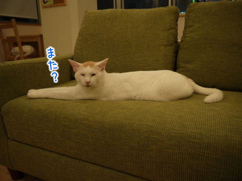 猫式ブログ~里親募集型猫カフェ