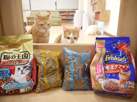 猫式ブログ~里親募集型猫カフェ