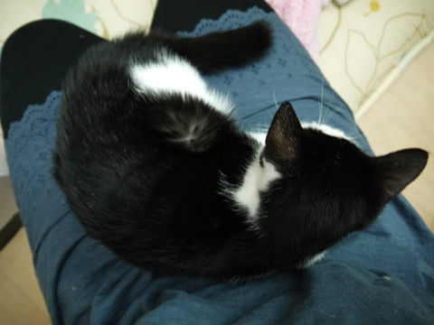 猫式ブログ~里親募集型猫カフェ