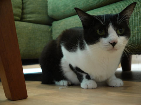 猫式ブログ~里親募集型猫カフェ