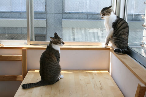 猫式ブログ~里親募集型猫カフェ