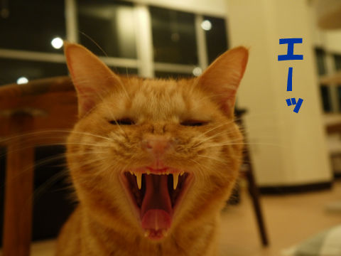 猫式ブログ～里親募集型猫カフェ