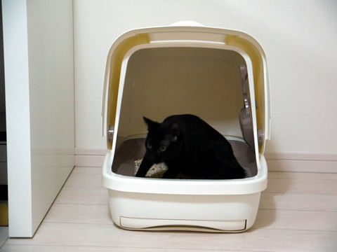 猫式ブログ~里親募集型猫カフェ
