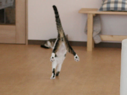 猫式ブログ~里親募集型猫カフェ