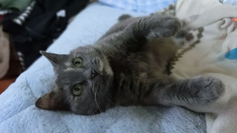 猫式ブログ~里親募集型猫カフェ