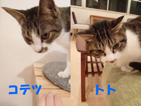 猫式ブログ