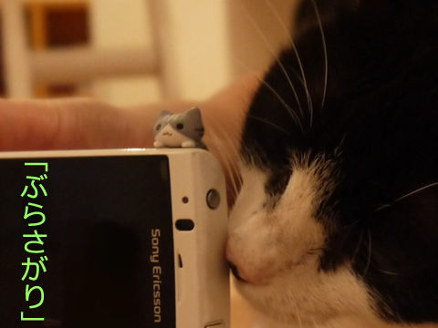 猫式ブログ~里親募集型猫カフェ
