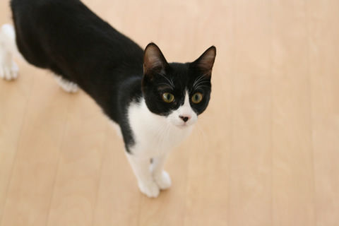 猫式ブログ～里親募集型猫カフェ