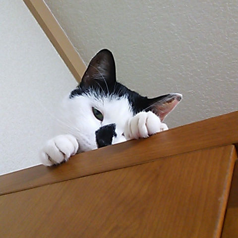 猫式ブログ～里親募集型猫カフェ