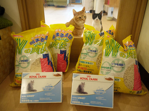 猫式ブログ~里親募集型猫カフェ