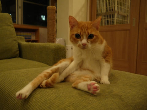 猫式ブログ~里親募集型猫カフェ