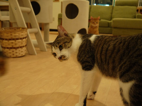 猫式ブログ~里親募集型猫カフェ