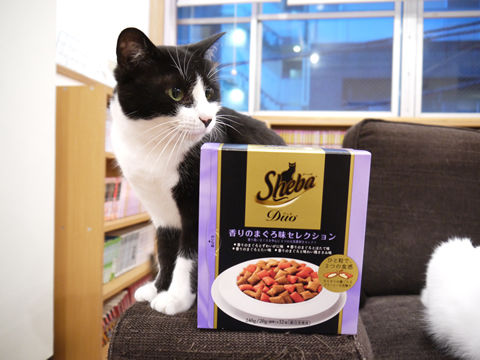 猫式ブログ~里親募集型猫カフェ