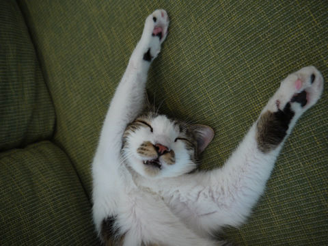 猫式ブログ~里親募集型猫カフェ