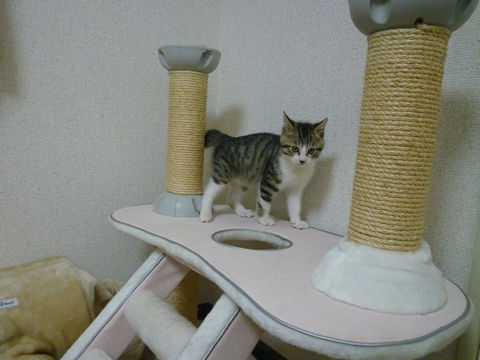 猫式ブログ~里親募集型猫カフェ