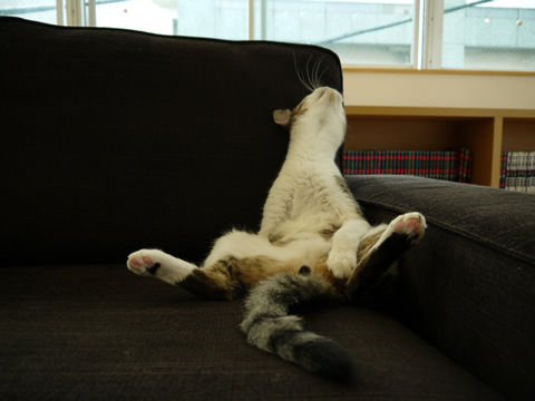 猫式ブログ~里親募集型猫カフェ