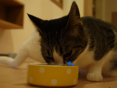 猫式ブログ~里親募集型猫カフェ