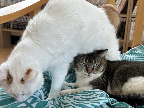 500A00B8-64F9-437C-90D3-9D7B2203E56A