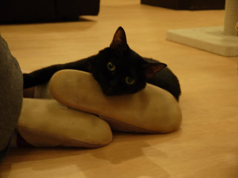 猫式ブログ~里親募集型猫カフェ