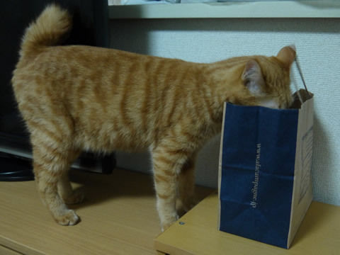 猫式ブログ~里親募集型猫カフェ