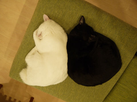 猫式ブログ~里親募集型猫カフェ