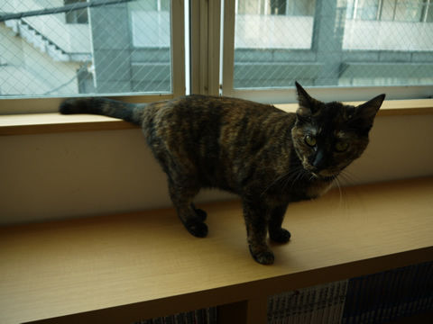 猫式ブログ~里親募集型猫カフェ