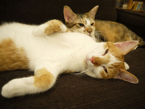 猫式ブログ~里親募集型猫カフェ