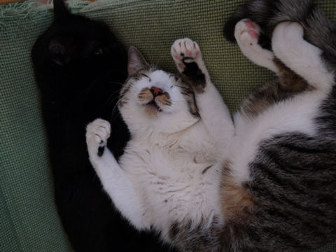 猫式ブログ～里親募集型猫カフェ