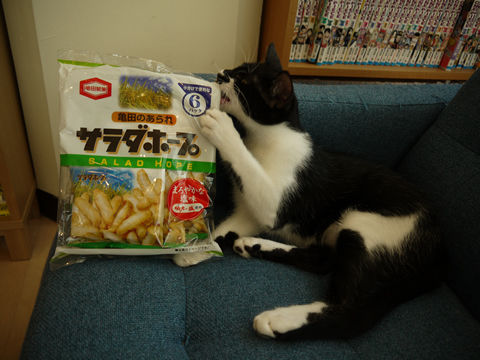 猫式ブログ~里親募集型猫カフェ