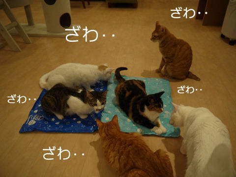 猫式ブログ～里親募集型猫カフェ