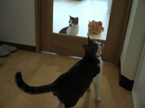 猫式ブログ～里親募集型猫カフェ