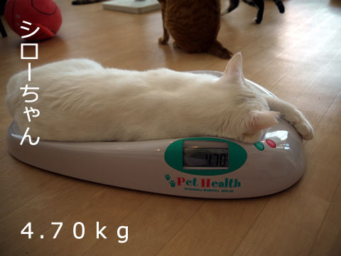 猫式ブログ~里親募集型猫カフェ