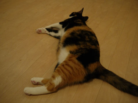 猫式ブログ~里親募集型猫カフェ