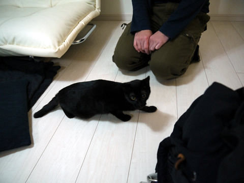 猫式ブログ~里親募集型猫カフェ