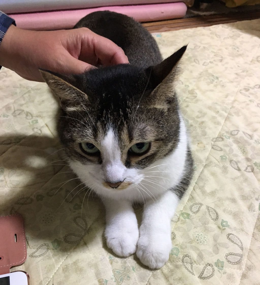 ギレンさんとトレイルカメラ 猫式ブログ 里親募集型猫カフェ