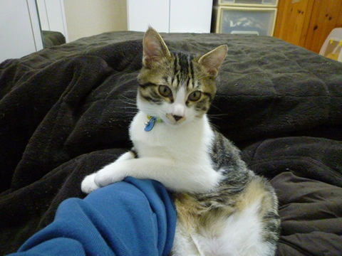 猫式ブログ~里親募集型猫カフェ