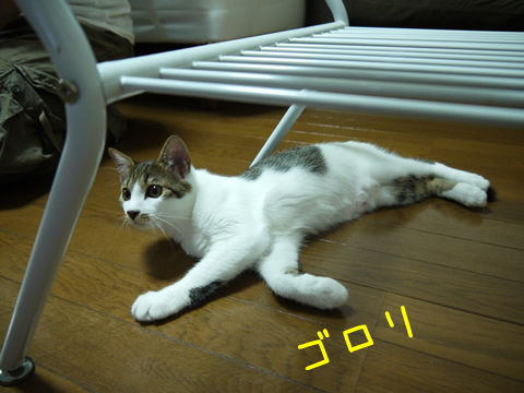 猫式ブログ~里親募集型猫カフェ