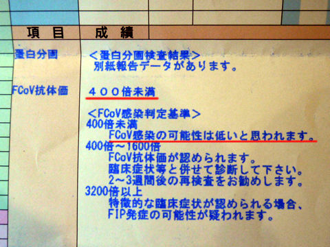 猫式ブログ～里親募集型猫カフェ