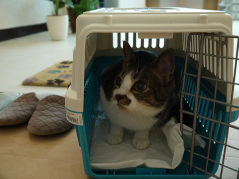 猫式ブログ～里親募集型猫カフェ