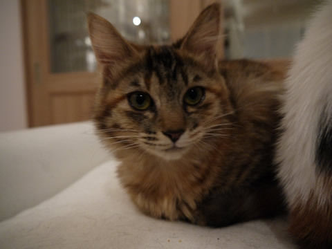 猫式ブログ~里親募集型猫カフェ