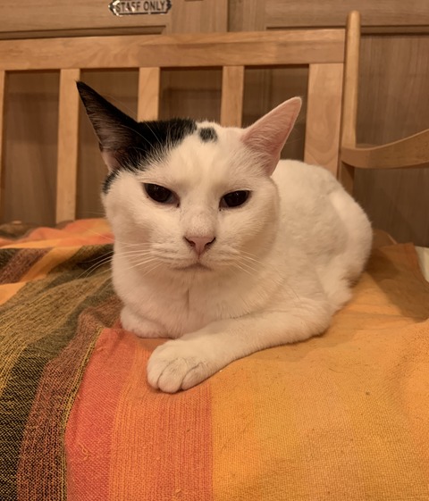 FFD00AC7-8093-42AF-87D3-98C5599F2338