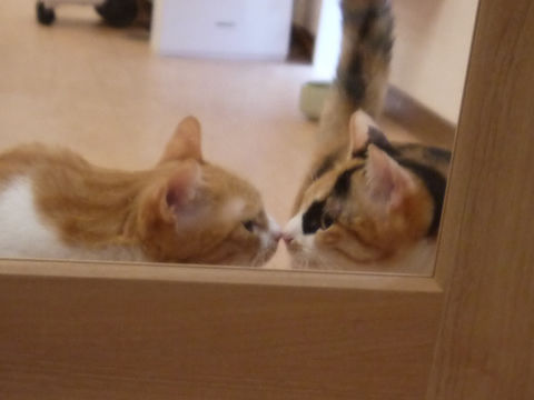 猫式ブログ~里親募集型猫カフェ