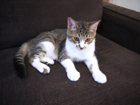 猫式ブログ~里親募集型猫カフェ