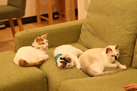 猫式ブログ～里親募集型猫カフェ