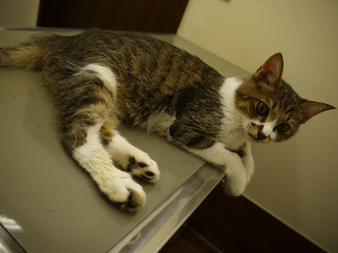 猫式ブログ~里親募集型猫カフェ