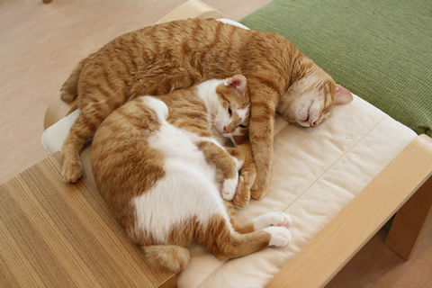 猫式ブログ～里親募集型猫カフェ