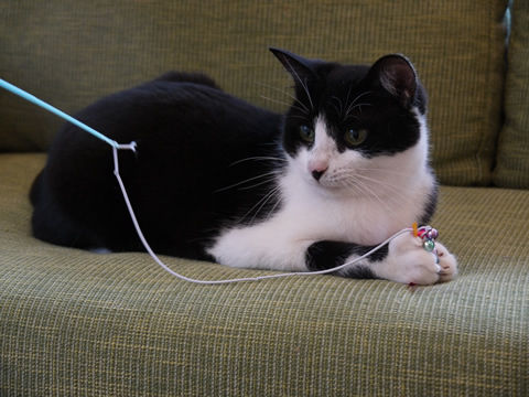 猫式ブログ~里親募集型猫カフェ